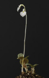 Cheirostylis spathulata plant.