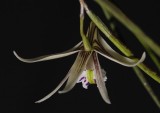 Dendrobium mortii. Flower back.