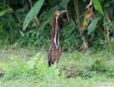 Onor ray<br>Rufescent Tiger Heron<br>Gamboa Rainforest Resort<br>20 dcembre 2009