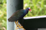 Talve violace<br>Purple Gallinule<br>Gamboa Rainforest Resort<br>20 dcembre 2009