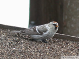 Sizerin blanchtre<br>Hoary redpoll<br>possiblement de la sous-espce Hornemanni<br>Dunany<br>19 mars 2006