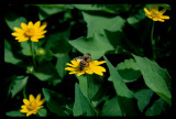 European Honey Bee (Apis mellifera)