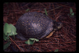Gulf Coast Box Turtle