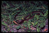 Eastern Glass Lizard (Ophisaurus ventralis)