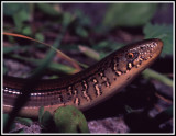 Eastern Glass Lizard (Ophisaurus ventralis)