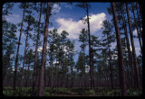Longleaf Pine Forest