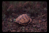 Shy Gulf Coast Box Turtle