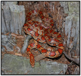 Red Rat Snake (Elaphe guttata guttata)