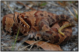 Florida Cottonmouth Snake (Agkistrodon piscivorus conanti)