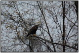 Bald Eagle (Haliaeetus leucocephalus)