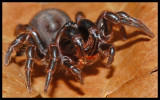 Purseweb Spider (Sphodros rufipes)