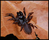 Purseweb Spider (Sphodros rufipes)