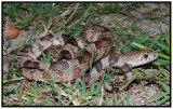 Florida Pine Snake (Pituophis melanoleucus mugitus)