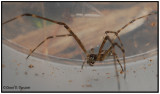 Longjawed Spider (Tetragnatha)