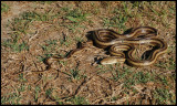 Yellow Rat Snake (Pantherophis obsoleta quadrivittata)
