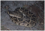 Eastern Diamondback Rattle Snake (Crotalus adamanteus)