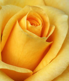 Yellow Rose 2