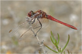 Red Veined Darter (male)