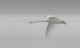 swan in misty