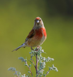 red breasted finch (hmpling)