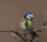 blue tit