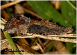 Green Clover Worm MothHypena scabra #8465