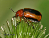Clay-colored Leaf Beatle