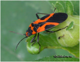 Small Milkweed Bug