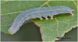 <h5><big>Red-lined Panopoda Moth Caterpillar <BR></big><em>Panopoda rufimargo #8587</h5></em>