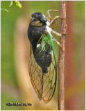 Swamp Cicada