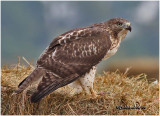 Red-tailed Hawk-Juvenile