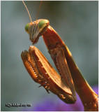 Chinese Mantid