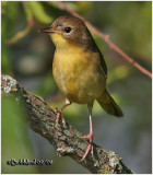 Common Yellowthroat-Female