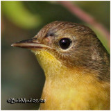 Common Yellowthroat-Female