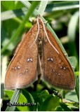 <h5><big>White-spotted Brown Moth<br></big><em>Diastictis ventralis #5255</h5></em><BR>