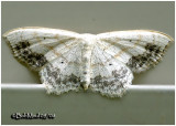 <h5><big>Large Lace Border Moth<br></big><em>Scopula limboundata #7159</h5></em>