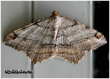 <h5><big>Many Lined Angle Moth<br></big><em>Macaria multilineata #6353</h5></em>