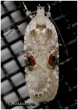 <h5><big>Poison Hemlock Moth<br></big><em>Agonopterix alstroemeriana #0874.1</h5></em>