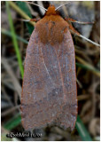 <h5><big>Roadside Sallow Moth<br></big><em>Metaxaglaea viatica #9944</h5></em>