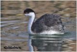 Western Grebe