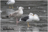 Lesser Black-backed Gull