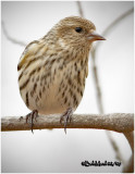 Pine Siskin