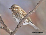 Purple Finch-Female