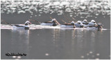 Long-tailed Ducks-Breeding Plumage