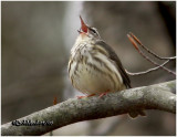 Louisiana Waterthrush