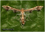 <h5><big>Sheppards Plume Moth <br></big><em>Geina sheppardi  #6091.1 </h5></em>