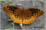 <h5><big>Great Spangled Fritillary<br></big><em>Speyeria cybele</h5></em>
