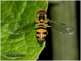 Syrphid Fly-Male
