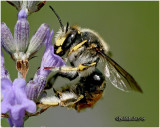 Wool Carder Bee-Male