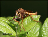 Robber Fly